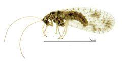 Micromus variegatus by Jan G. Klimaszewski, Laurent LeSage, Karine Savard. Used under a CC BY 3.0 license.