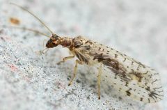 Micromus variegatus01 by wikipedia. Used under a Attribution license.