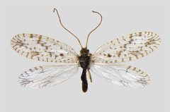 Micromus variegatus 02 by Teemu Rintala, Timo Lehto. Used under a CC BY 4.0 license.
