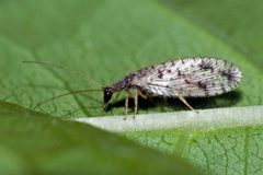 Micromus variegatus 03 by Ole Fogh Nielsen. Used under a CC BY 4.0 license.