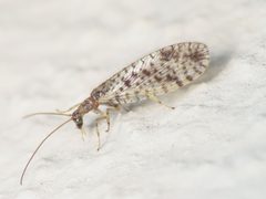Micromus variegatus 283412517 by Emanuele Santarelli. Used under a CC BY-SA 4.0 license.