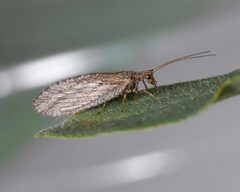 Micromus 5387680 by Joseph Berger,. Used under a CC BY 3.0 us license.