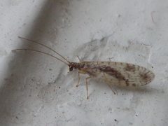 Micromus variegatus 01 by AfroBrazilian. Used under a CC BY-SA 3.0 license.