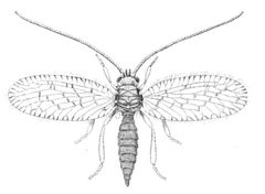 Psectra diptera by Robert Mac Lachlan, died in 1904. Used under a Public domain license.