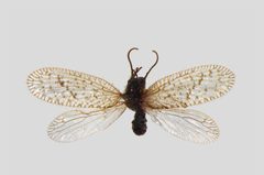 Psectra diptera 01 by Teemu Rintala, Timo Lehto. Used under a CC BY 4.0 license.