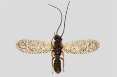 Psectra diptera 02 by Teemu Rintala, Timo Lehto. Used under a CC BY 4.0 license.