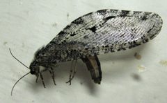 Polystoechotes punctatus 01 by Kevmin. Used under a CC BY-SA 3.0 license.
