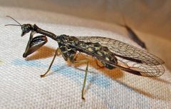 Mantidfly Dicromantispa sayi female by Jacy Lucier. Used under a CC BY-SA 4.0 license.