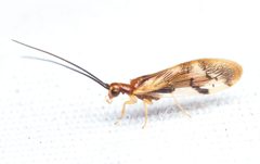 Climacia areolaris by Steven Yixuan Wang. Used under a CC BY-SA 4.0 license.