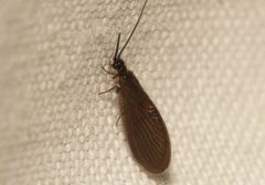 Sisyra nigra by 



This image is created by user Dick Belgers at Waarneming.nl, a source of nature observations in the Netherlands.
. Used under a CC BY 3.0 license.