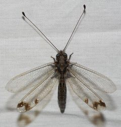 Four-spotted Owlfly - Ululodes quadripunctatus by Wildreturn. Used under a CC BY 2.0 license.