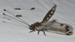 Ululodes quadripunctatus 157281630 by Chrissy McClarren and Andy Reago. Used under a CC0 license.