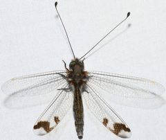 Ululodes quadripunctatus cropped by Andy Reago &amp; Chrissy McClarren. Used under a CC BY 2.0 license.