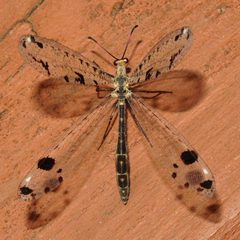Dendroleon obsoletus - Spotted-winged Antlion by Ilona Loser. Used under a CC BY-SA 3.0 license.