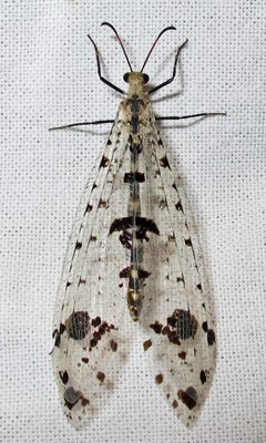 Spot-winged Antlion Dendroleon obsoletus by Jacy Lucier. Used under a CC BY-SA 4.0 license.