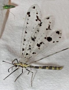 Spot-winged Antlion Dendroleon obsoletus 1 by Jacy Lucier. Used under a CC BY-SA 4.0 license.