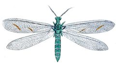 Euptilon ornatum Drury 01 by DruryV1P046AA.jpg: Drury, Dru, 1725-1803. Westwood, J. O. 1805-1893.
derivative work: Kevmin (talk). Used under a Public domain license.