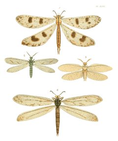Illustrations of Exotic Entomology I 46 by Plates: Dru Drury (1725–1803). Text: John Obadiah Westwood (1805–1893). Used under a Public domain license.