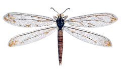 Myrmeleon americanum Drury 01 by DruryV1P046AA.jpg: Drury, Dru, 1725-1803. Westwood, J. O. 1805-1893.
derivative work: Kevmin (talk). Used under a Public domain license.