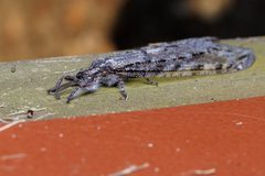 Vella americana 157094665 by joshl. Used under a CC BY 4.0 license.