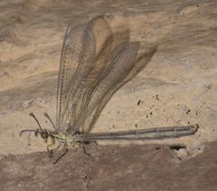 Brachynemurus abdominalis P1210992a by 
xpda. Used under a CC BY-SA 4.0 license.