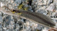 Snap-Trap Antlion Brachynemurus abdominalis female by Jacy Lucier. Used under a CC BY-SA 4.0 license.