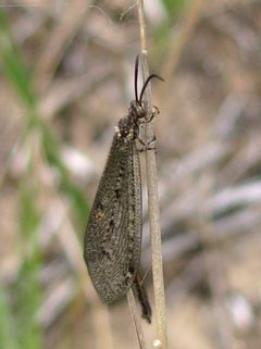 Clouded Antlion Brachynemurus nebulosus female by Jacy Lucier. Used under a CC BY-SA 4.0 license.