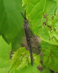 Clouded Antlion Brachynemurus nebulosus male by Jacy Lucier. Used under a CC BY-SA 4.0 license.
