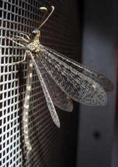 Brachynemurus sackeni by Joseph S. Wilson, Kevin A. Williams, Clayton F. Gunnell, and James P. Pitts. Used under a CC BY 3.0 license.
