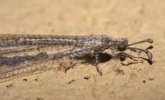 Peruveleon dorsalis P1350132b by Robert Webster

Depicted place:  Texas. Used under a CC BY-SA 4.0 license.