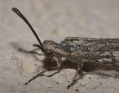 Scotoleon carrizonus P1270367a by 
xpda. Used under a CC BY-SA 4.0 license.