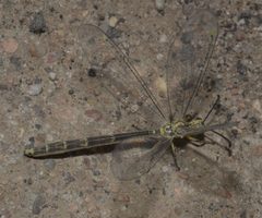 Myrmeleontidae P1110346a by 
xpda. Used under a CC BY-SA 4.0 license.