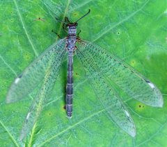 Common Antlion Myrmeleon immaculatus female by Jacy Lucier. Used under a CC BY-SA 4.0 license.