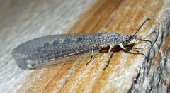 Common Antlion Myrmeleon immaculatus male by Jacy Lucier. Used under a CC BY-SA 4.0 license.