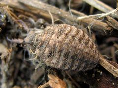 Common Antlion Myrmeleon immaculatus mature nymph by Jacy Lucier. Used under a CC BY-SA 4.0 license.