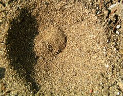 Common Antlion Myrmeleon immaculatus trap-hole by Jacy Lucier. Used under a CC BY-SA 4.0 license.
