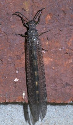 Myrmeleon P1280889a by 
xpda. Used under a CC BY-SA 4.0 license.