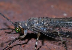 Myrmeleon P1280893a by 
xpda. Used under a CC BY-SA 4.0 license.
