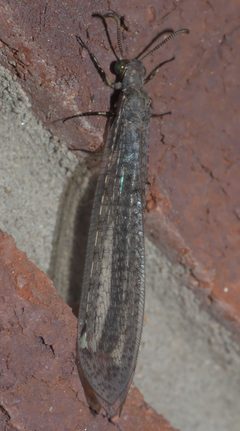 Myrmeleon P1330315a by 
xpda. Used under a CC BY-SA 4.0 license.