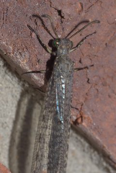 Myrmeleon P1330316b by 
xpda. Used under a CC BY-SA 4.0 license.