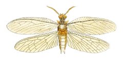 Chauliodes virginiensis Drury 01 by DruryV1P046AA.jpg: Drury, Dru, 1725-1803. Westwood, J. O. 1805-1893.
derivative work: Kevmin (talk). Used under a Public domain license.
