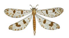 Myrmeleon libelluloides Drury 01 by DruryV1P046AA.jpg: Drury, Dru, 1725-1803. Westwood, J. O. 1805-1893.
derivative work: Kevmin (talk). Used under a Public domain license.