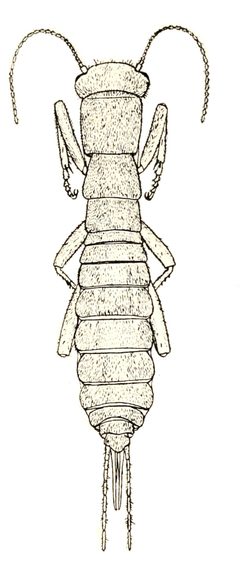 Grylloblata campodeiformis illustration by Edmund Walker. Used under a Public domain license.