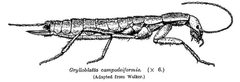 GrylloblattaCampodeiformis by Maxwell Lefroy. Used under a Public domain license.