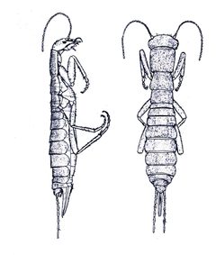 Grylloblatta campodeiformis Walker1 by E.M. Walker. Used under a Public domain license.