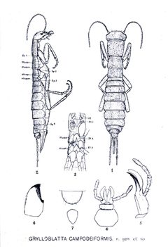 Grylloblatta campodeiformis Walker2 by E.M. Walker. Used under a Public domain license.