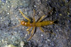 Grylloblatta chirurgica by Guy Courtemanche. Used under a CC BY-SA 2.0 license.