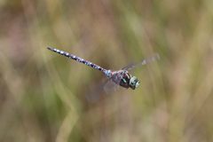 Aeshna canadensis 150849137 by er-birds. Used under a CC BY 4.0 license.