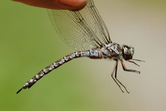 Canada Darner Aeshna canadensis by Mike Ostrowski. Used under a CC BY-SA 2.0 license.