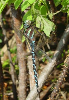 Aeshna constricta by Eric Haley. Used under a CC BY 2.0 license.
